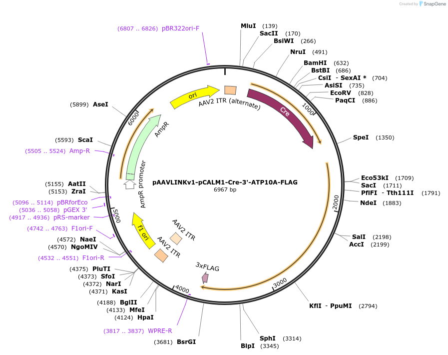 244321-plasmid-map-sequence-id-491869