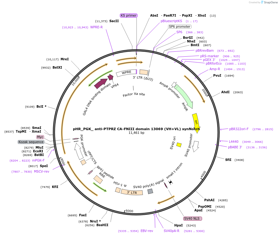 247524-plasmid-map-sequence-id-491871