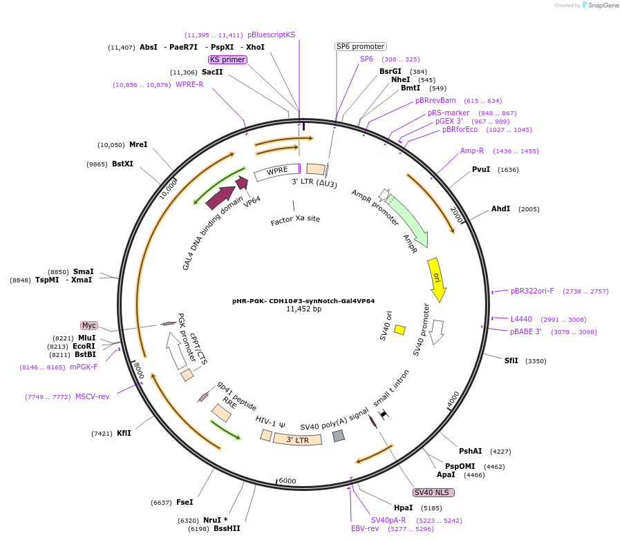 247504-plasmid-map-sequence-id-491874