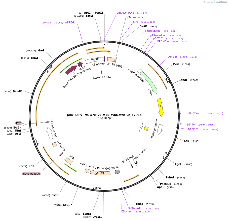 247467-plasmid-map-sequence-id-491876