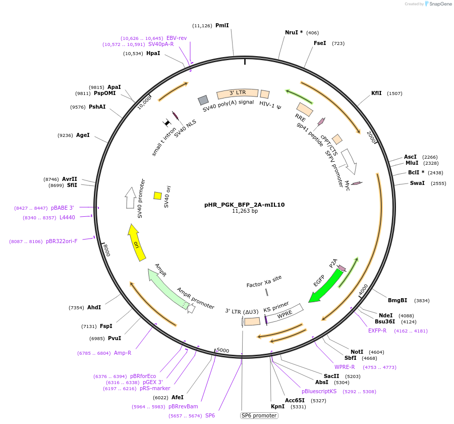 247507-plasmid-map-sequence-id-491879