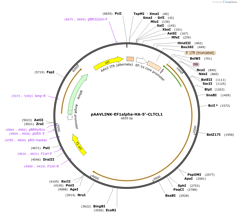 244336-plasmid-map-sequence-id-491887