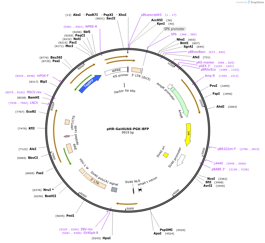 247505-plasmid-map-sequence-id-491889