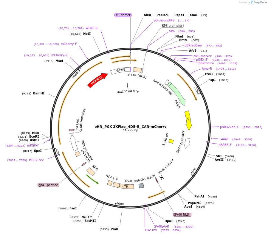 247508-plasmid-map-sequence-id-491890