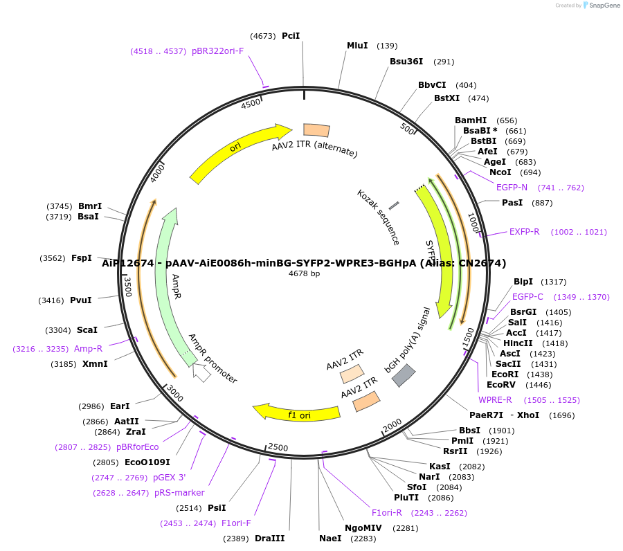 230124-plasmid-map-sequence-id-491908