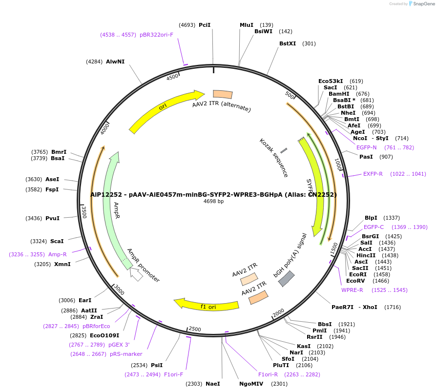 230106-plasmid-map-sequence-id-491910