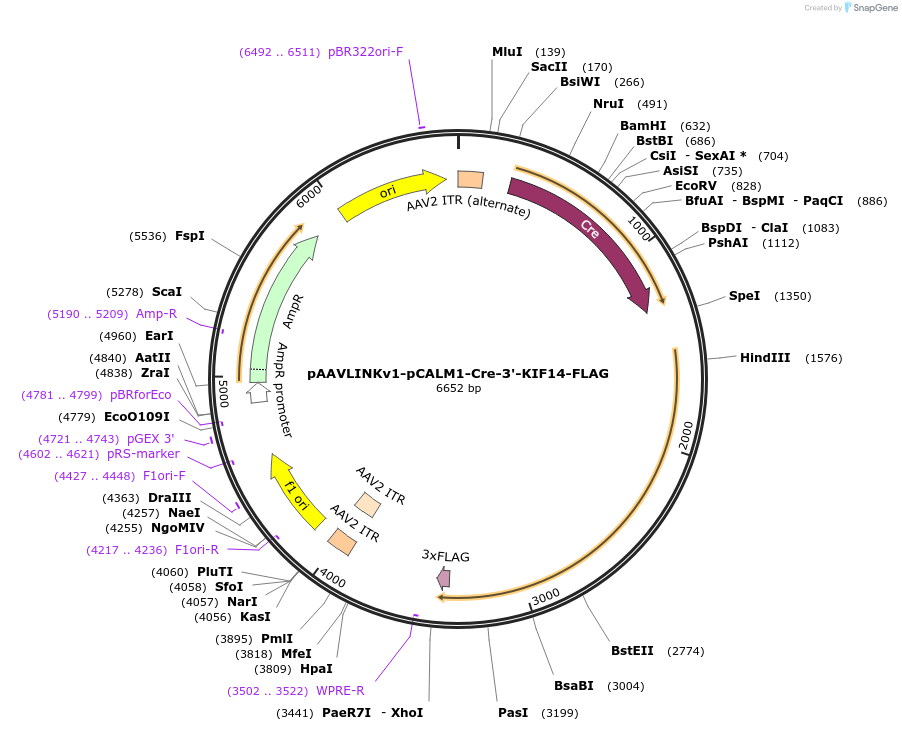 244339-plasmid-map-sequence-id-491911