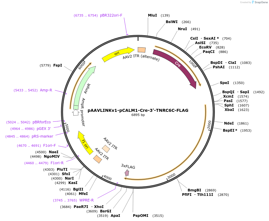244341-plasmid-map-sequence-id-491919
