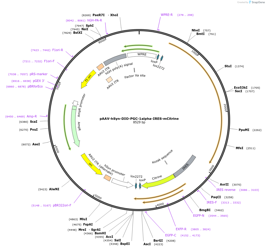 241791-plasmid-map-sequence-id-491927