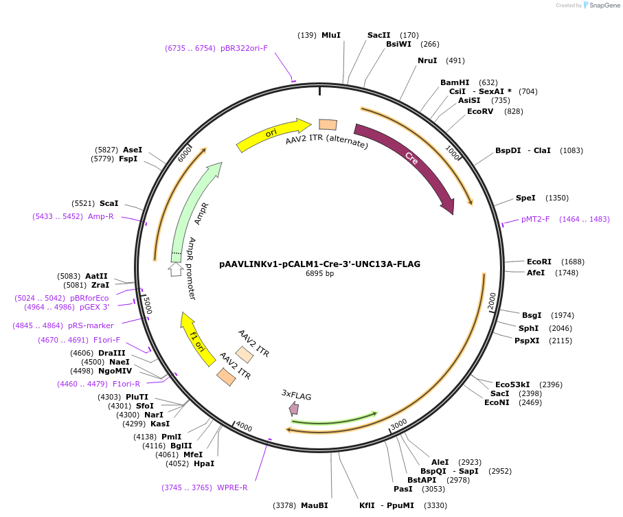 244345-plasmid-map-sequence-id-491931