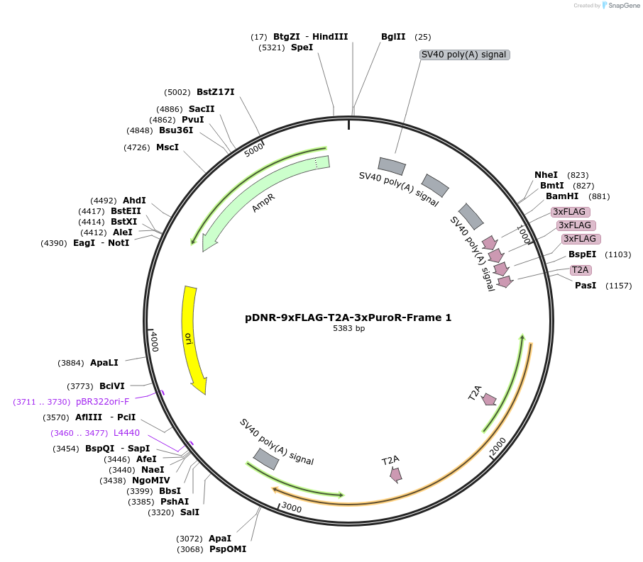 245870-plasmid-map-sequence-id-491941