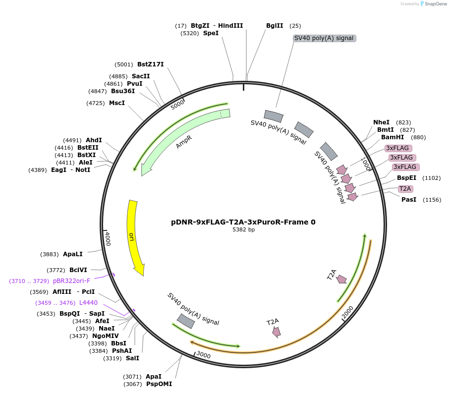 245869-plasmid-map-sequence-id-491944