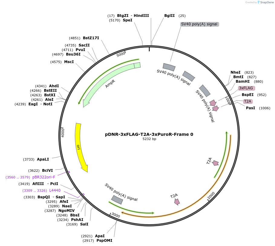 245866-plasmid-map-sequence-id-491961