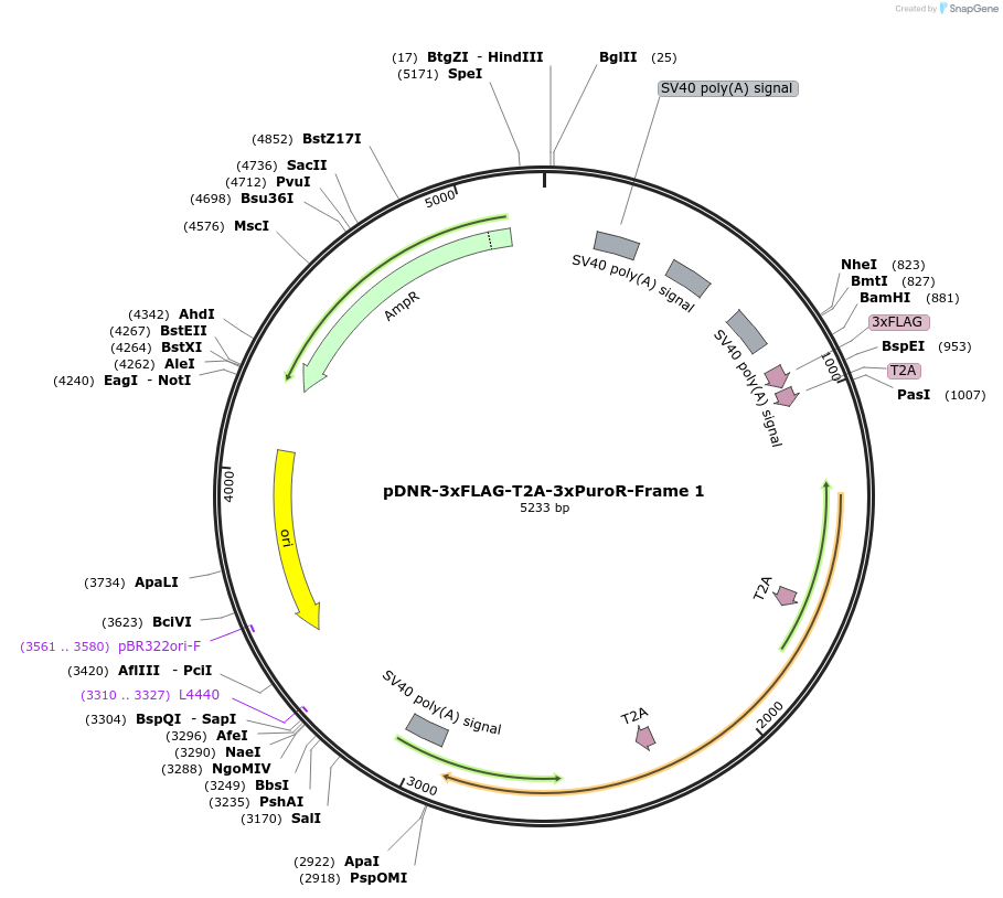 245867-plasmid-map-sequence-id-491963