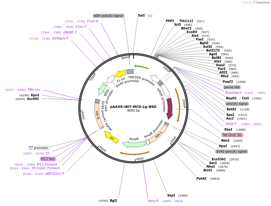 245344-plasmid-map-sequence-id-491967