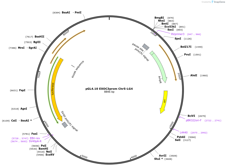 246712-plasmid-map-sequence-id-491968