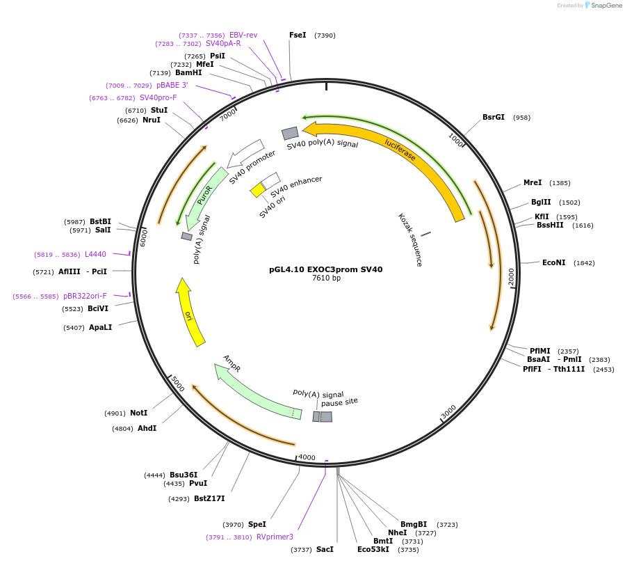 246713-plasmid-map-sequence-id-491969