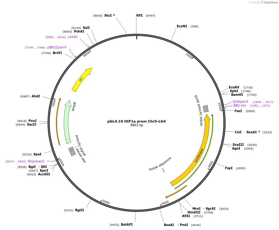 246714-plasmid-map-sequence-id-491973