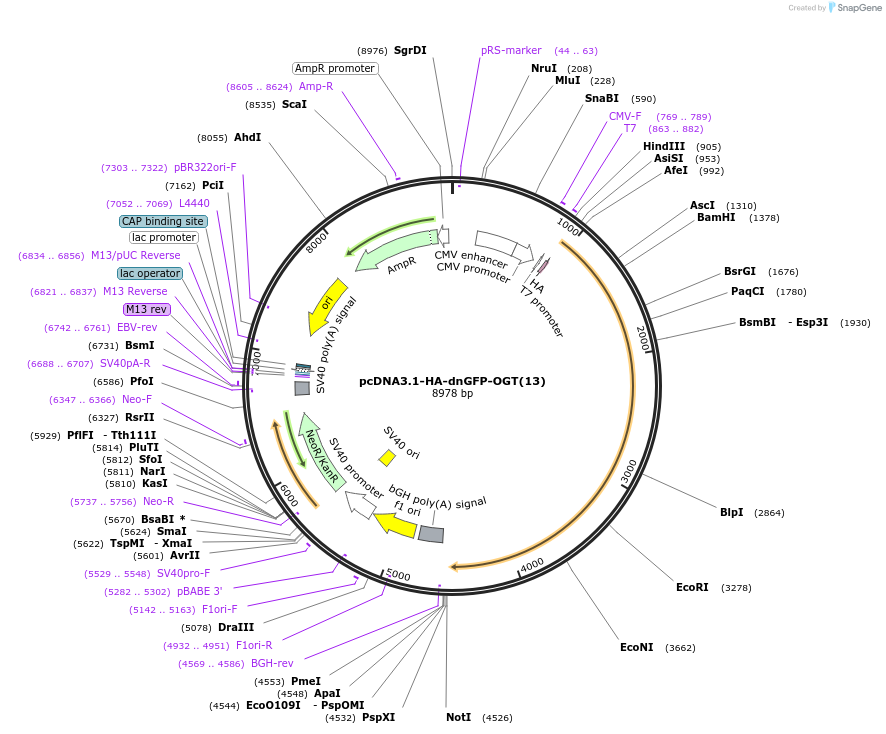 247677-plasmid-map-sequence-id-491985