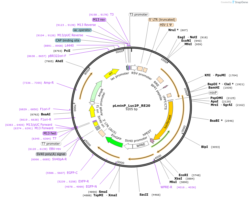90362-plasmid-map-sequence-id-491988