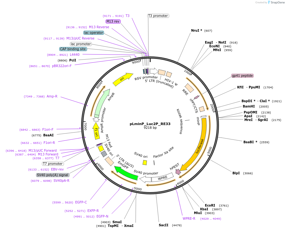 90375-plasmid-map-sequence-id-491990