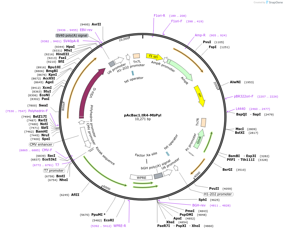 50832-plasmid-map-sequence-id-492004
