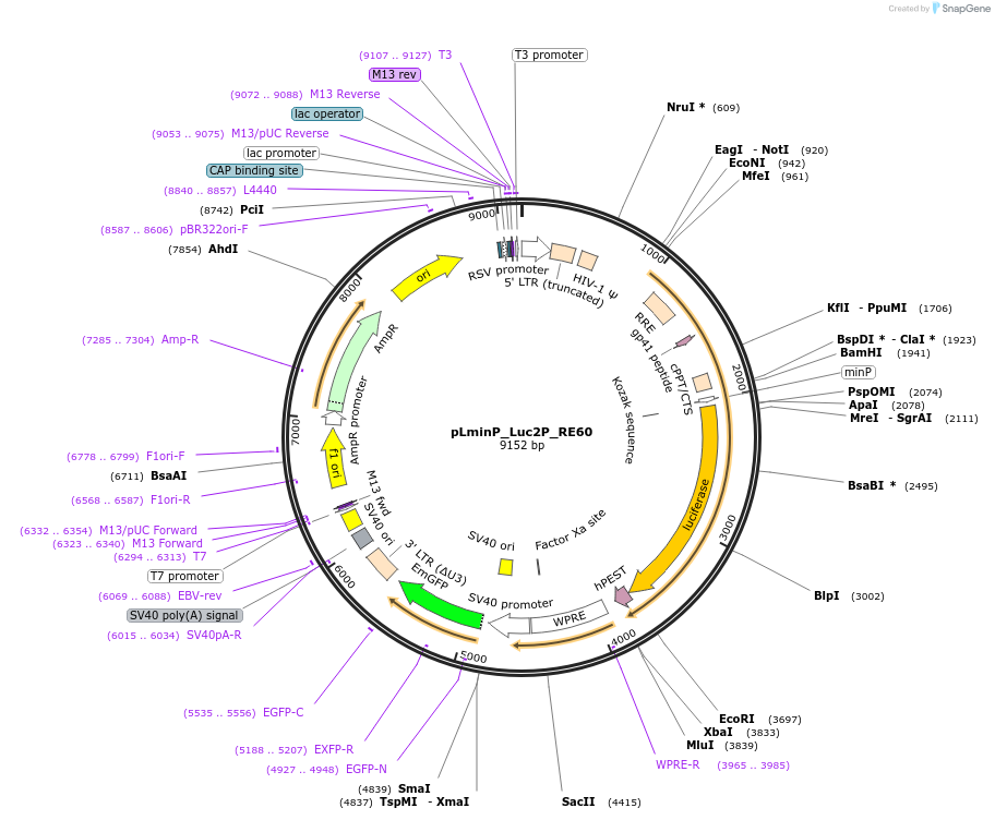 247036-plasmid-map-sequence-id-492027