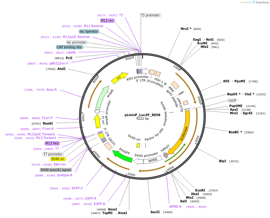 247035-plasmid-map-sequence-id-492030