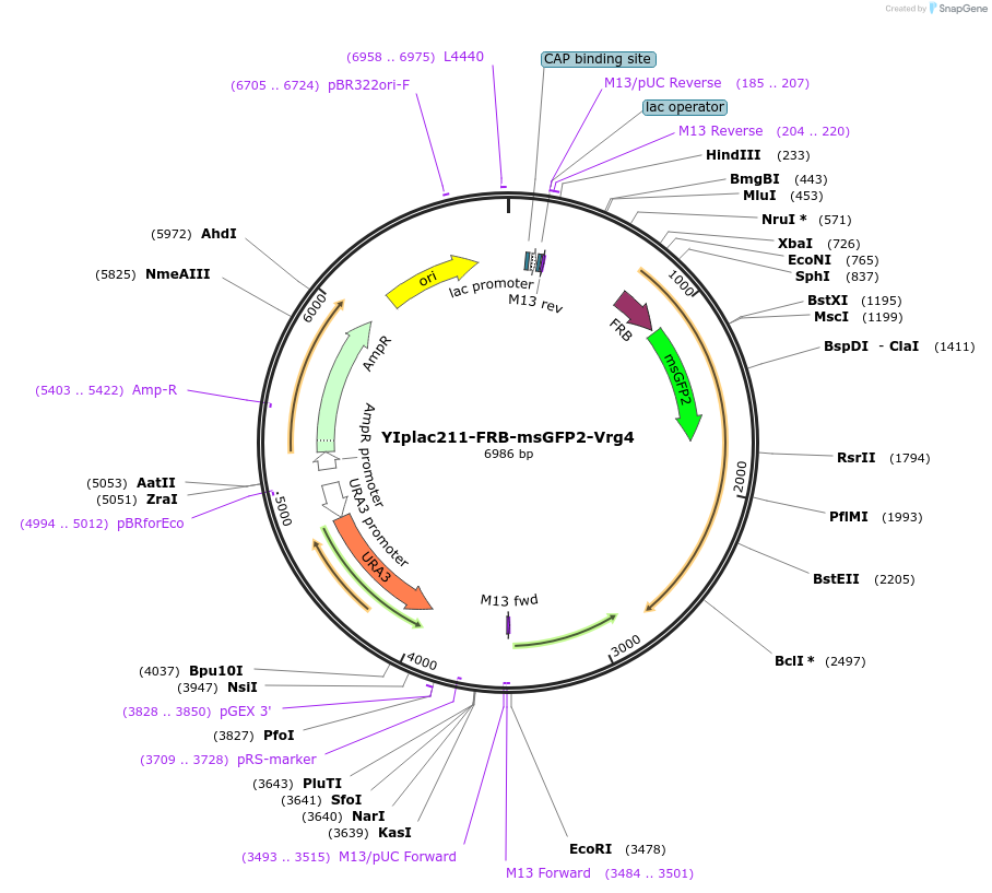 247733-plasmid-map-sequence-id-492058