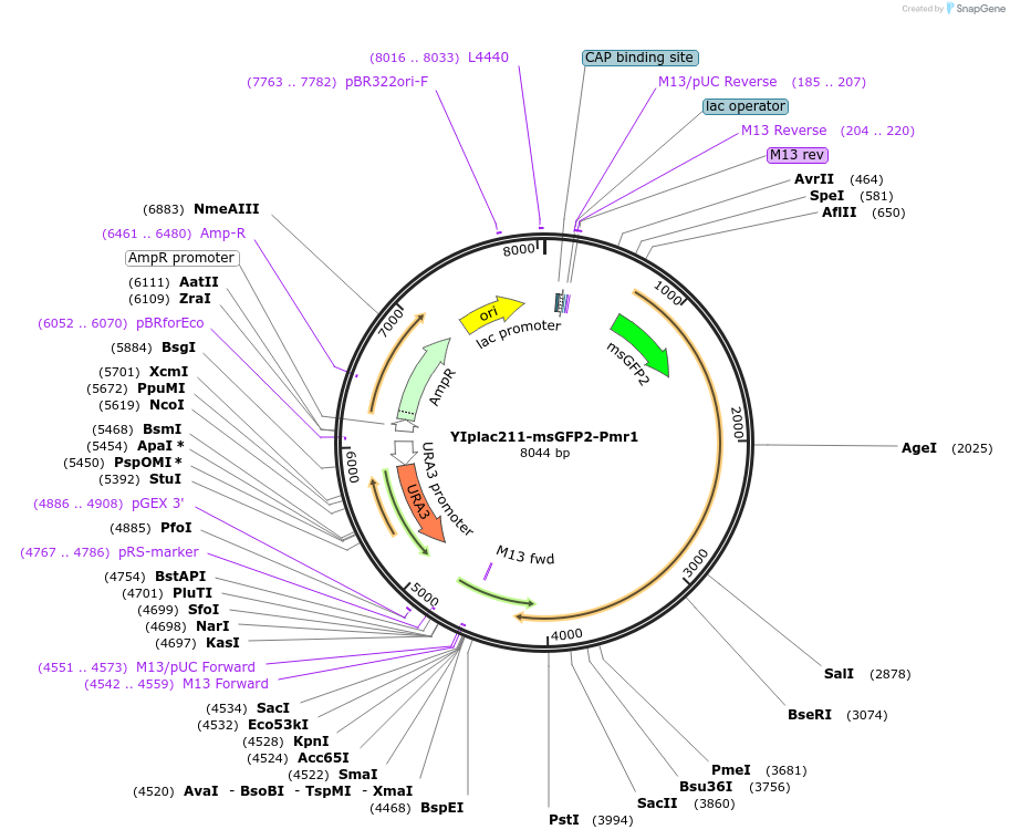 247742-plasmid-map-sequence-id-492066