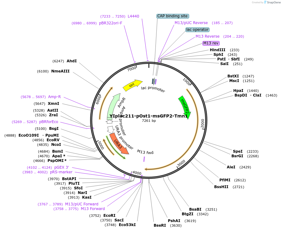 247744-plasmid-map-sequence-id-492077