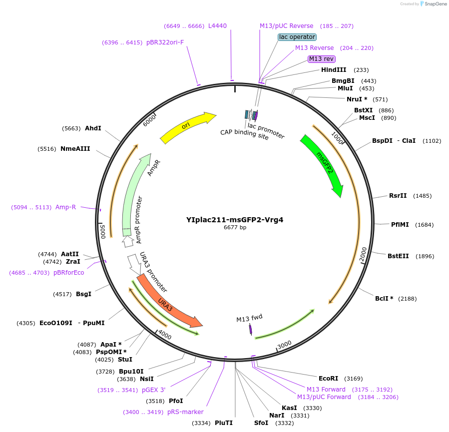 247743-plasmid-map-sequence-id-492079