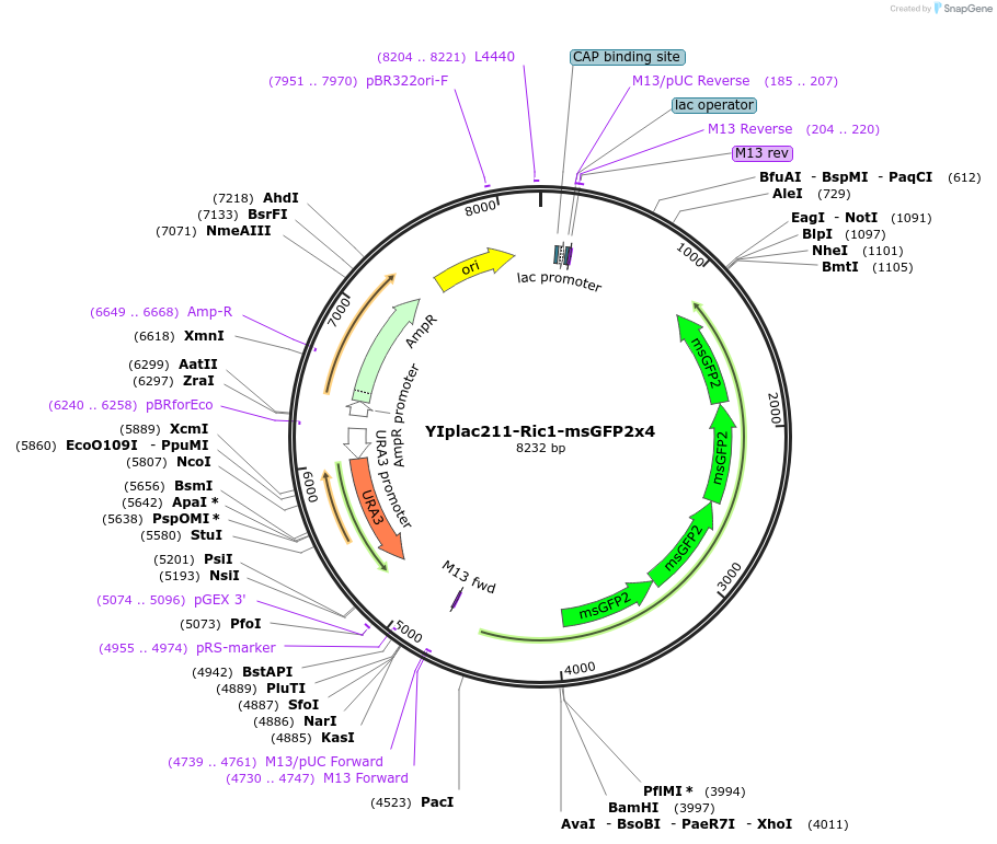 247746-plasmid-map-sequence-id-492080