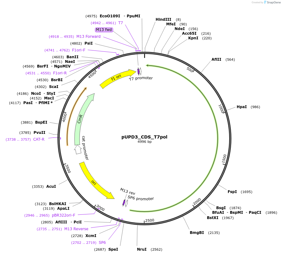 244021-plasmid-map-sequence-id-492088