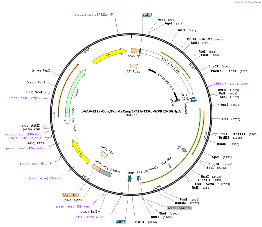 242456-plasmid-map-sequence-id-492090