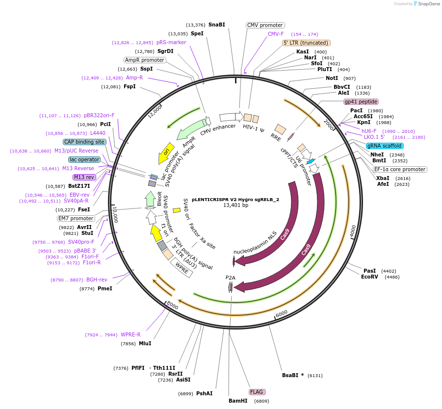 241448-plasmid-map-sequence-id-492091