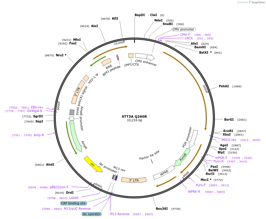246910-plasmid-map-sequence-id-492098