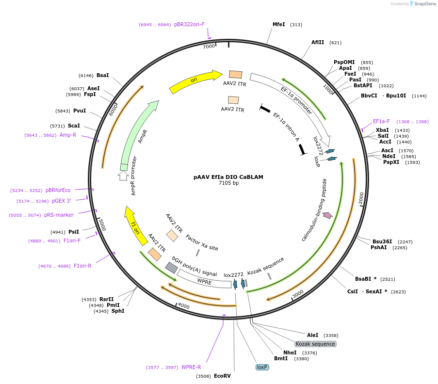 244229-plasmid-map-sequence-id-492101