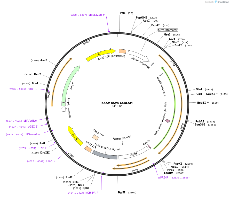 244227-plasmid-map-sequence-id-492108
