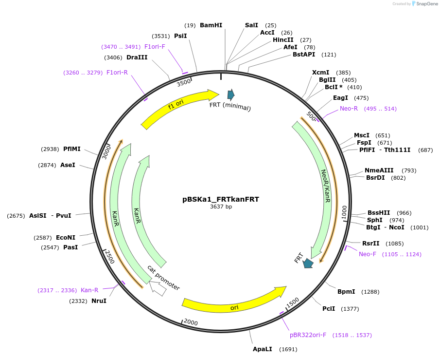 243835-plasmid-map-sequence-id-492111