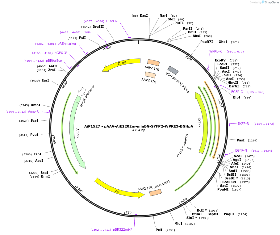 243051-plasmid-map-sequence-id-492112