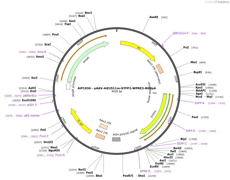 240830-plasmid-map-sequence-id-492137
