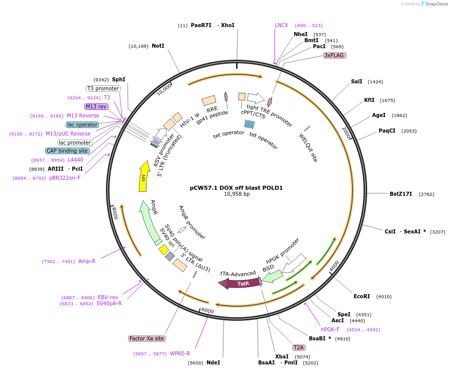 241438-plasmid-map-sequence-id-492174