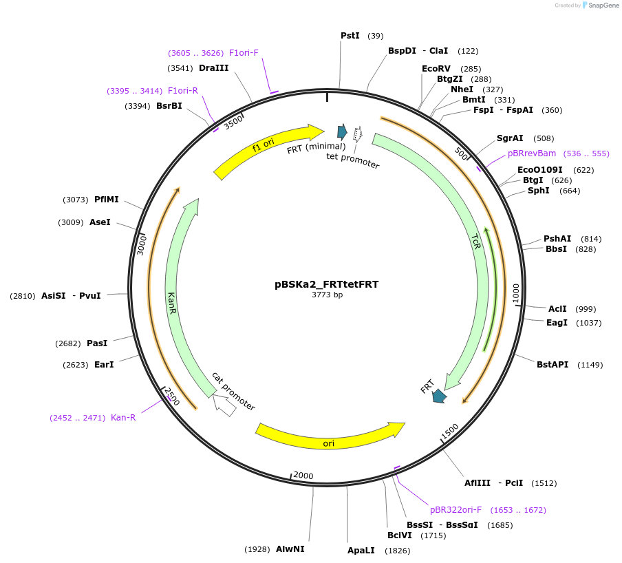 243842-plasmid-map-sequence-id-492177