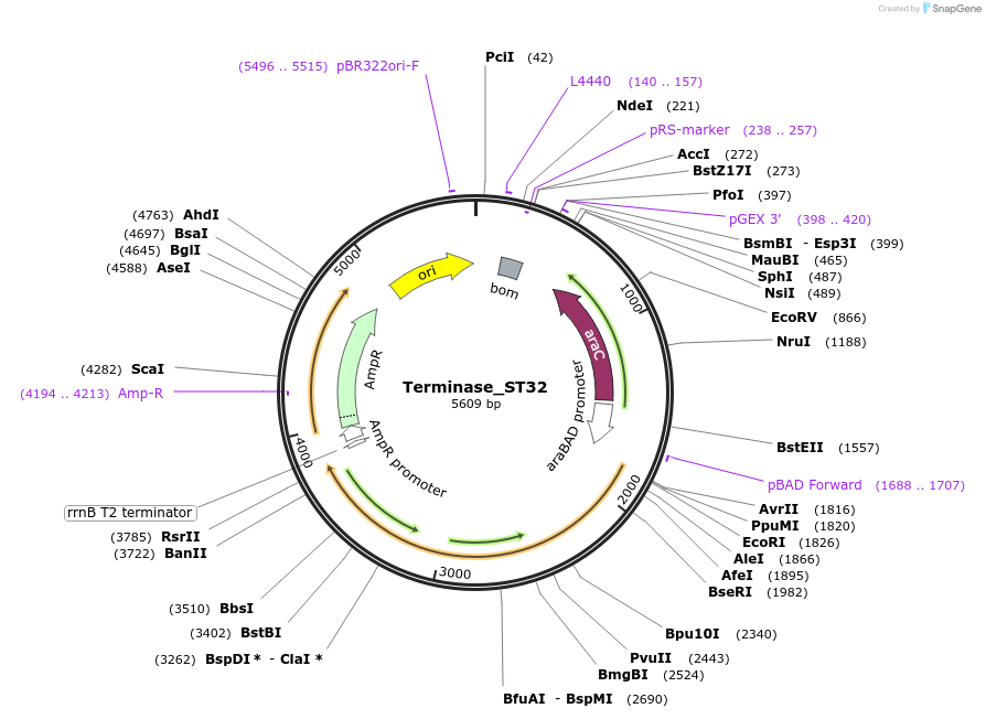 188850-plasmid-map-sequence-id-492235
