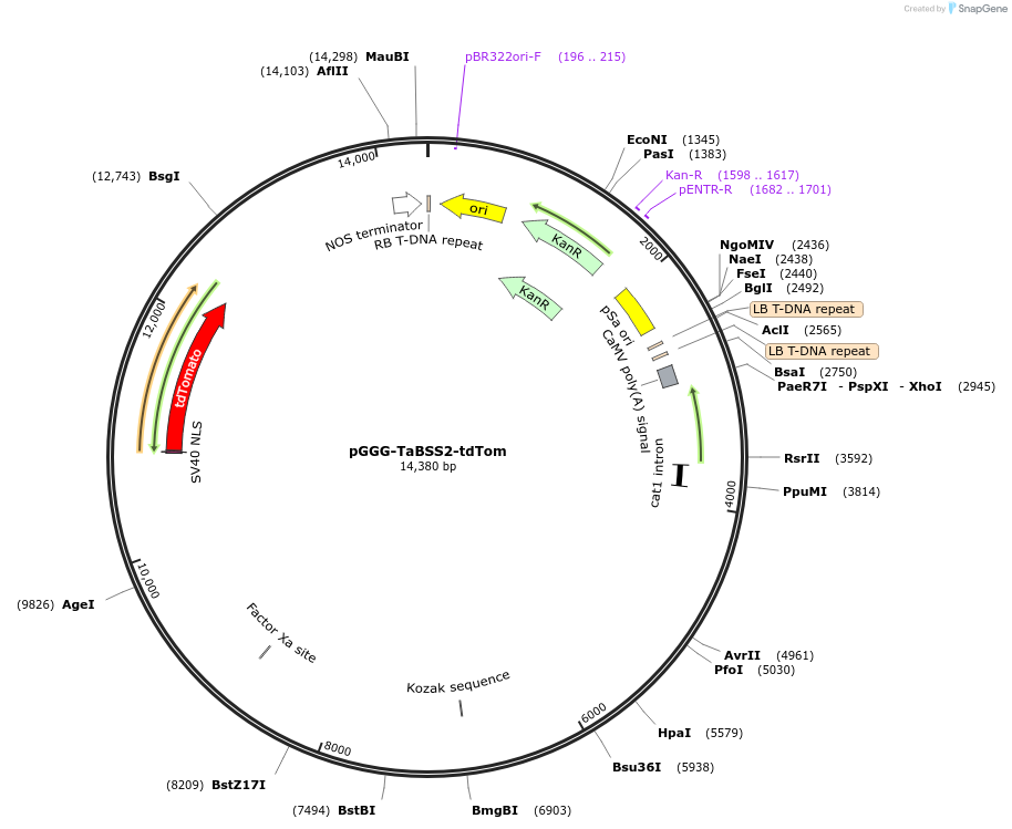 242018-plasmid-map-sequence-id-492286