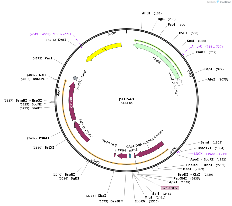 246440-plasmid-map-sequence-id-492296