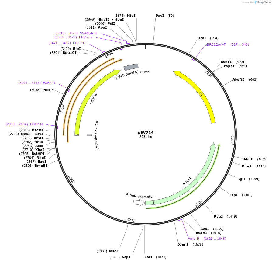 246445-plasmid-map-sequence-id-492304