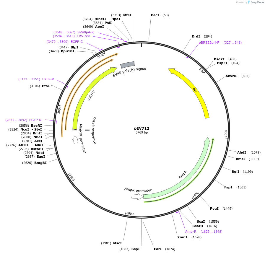 246444-plasmid-map-sequence-id-492309