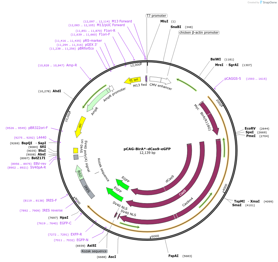 84779-plasmid-map-sequence-id-492311